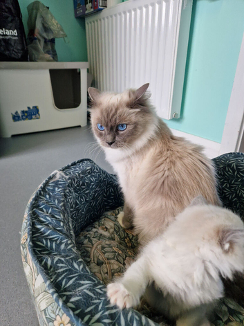 Ragdoll gcff kittens