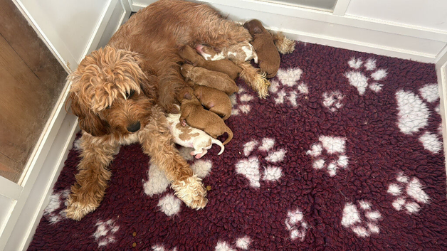 Beautiful apricot puppies for sale