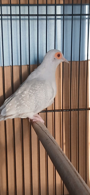 DIAMOND DOVE