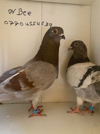Chinese fancy pigeons
