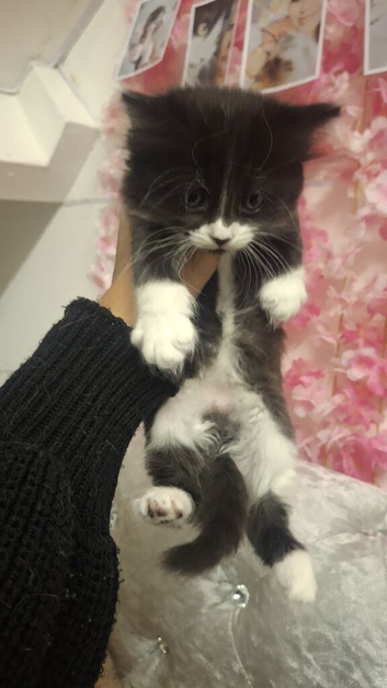 kittens