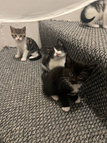 Beautiful kittens