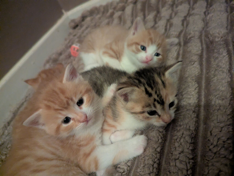 4 beautiful chunky kittens