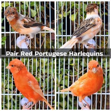 Stunning Canaries - Yorkshire, Gloster, Reds, Fife, Agate, Frills etc