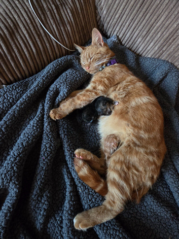 2 kittens 4 weeks old