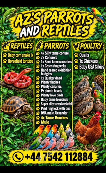 Various parrots and reppys