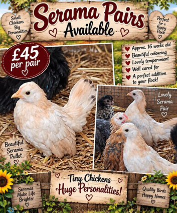 12/14 week old  pairs serama chicks available
