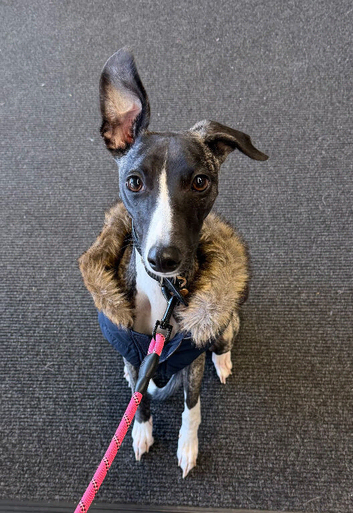 Stunning Affectionate Whippet 1 Year Old