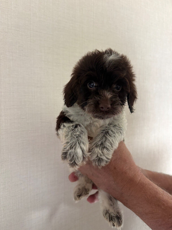 5 beautiful cockapoo puppies