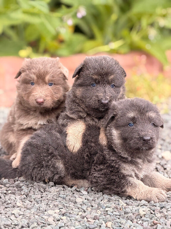 KC Registered Isabella, Blue & Tan German Shepherd Puppies