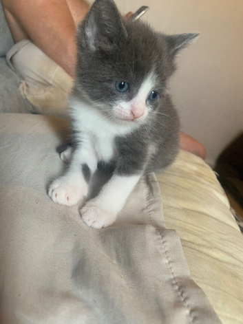 3 kittens
