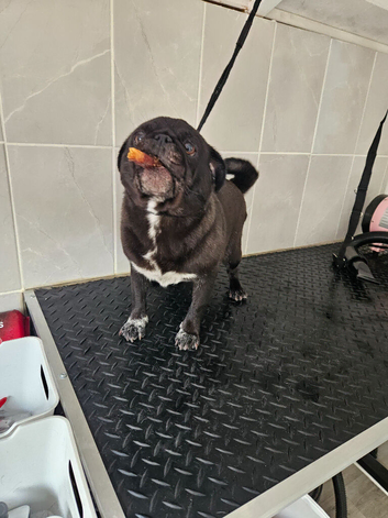 Pug bitch