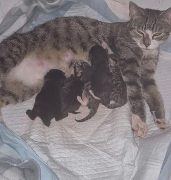 ️ 5 beautiful fluffy kittens️