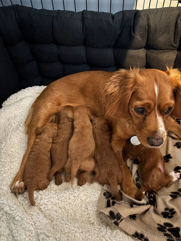 RICH RED F1 TOY COCKAPOO PUPPIES 2 BOYS LEFT