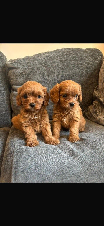Cavapoo boy