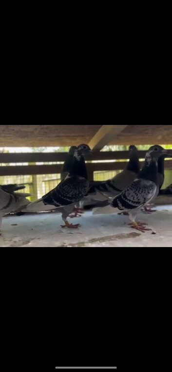 Old birds /stock for sale