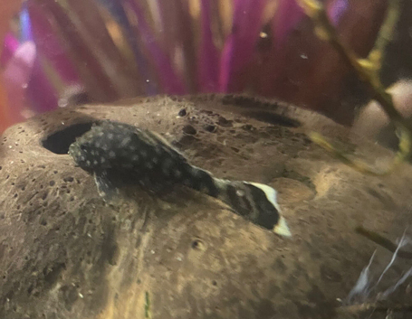 Bristlenose pleco