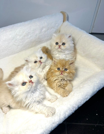 BEAUTIFUL DOLL FACE FULL PERSIAN LONG HAIR KITTEN
