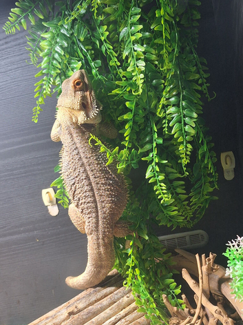 Bearddragon and full set up