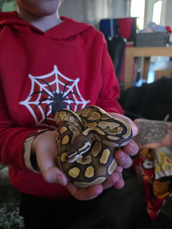 4 snakes 3 female 1 male