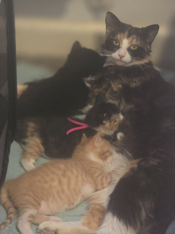 Beautiful kittens