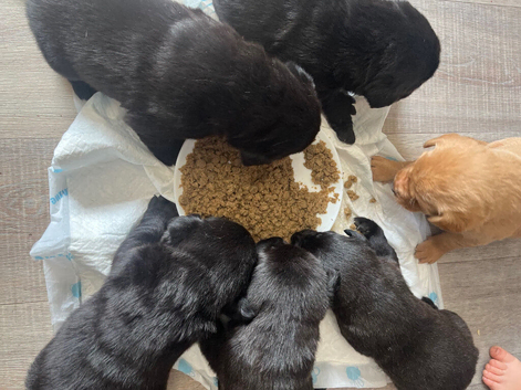 Labrador puppies