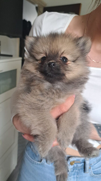 I'm still looking for a lovely home