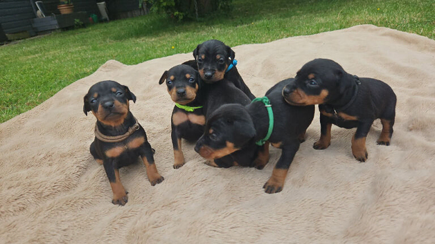 Miniature pinscher puppies 4 left! ️