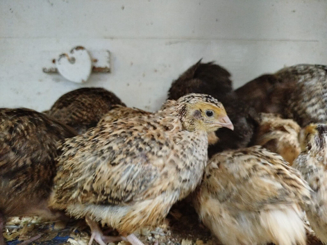 Quail various colours