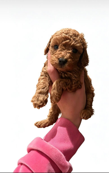 f1b cockerpoo puppies ready to leave