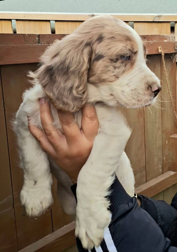 Cocker spaniel