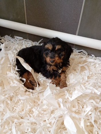 Cockapoo puppies