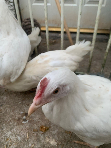 Pol hens 30 available