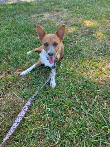 Chihuahua  boy for sale