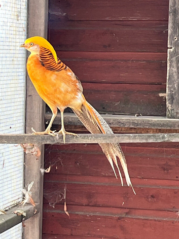 Yellow golden pheasant