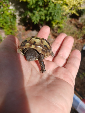 Testudo hermanni babies