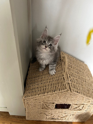 Tica registered Maine coones