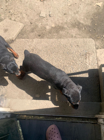 Male Rottweiler pup