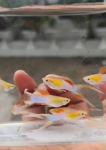Japan blue double sword guppies guppy