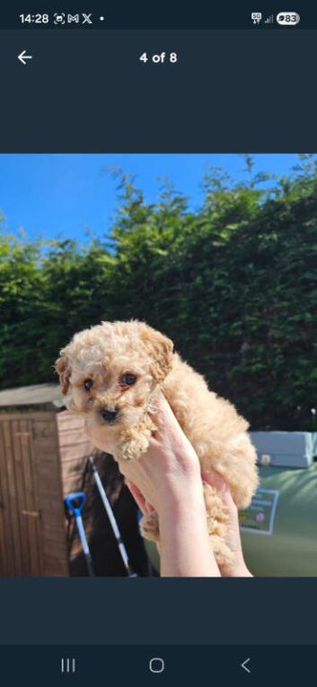 Cavapoochon Puppies