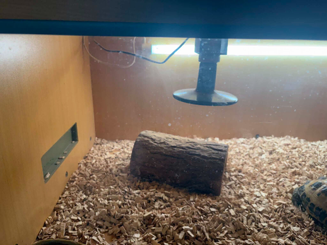 Tortoise