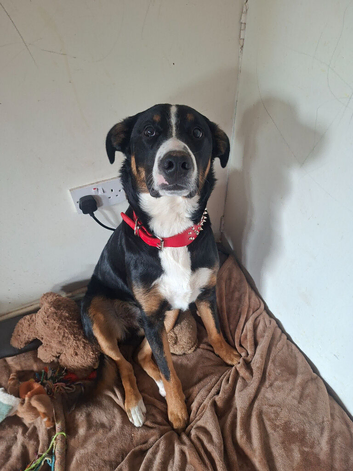 11 month male Mountain dog cross rehome