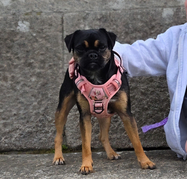 Beautiful 3 Year Old Female Jug Looking For A Loving Home