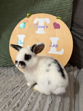 4 mini lion lops bunnies available