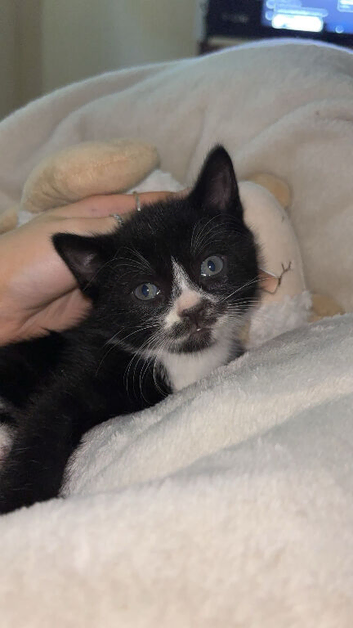 3 Male Kittens Available