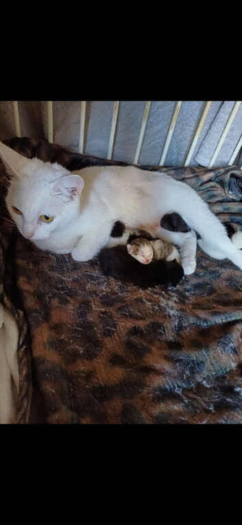 ALL SOLD Beautiful kittens ALL SOLD