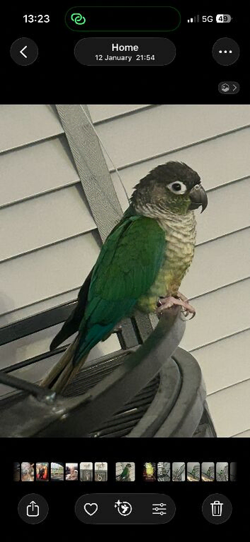 Ricco green cheeked conure
