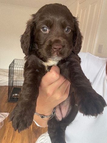 cocker spaniel puppies for sale