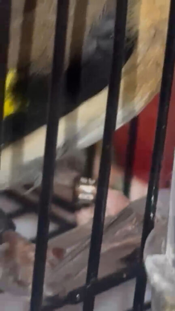 2025 BBC rung goldfinch cock