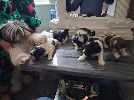 Shihtzu Puppies